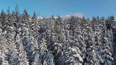 空中无人机的镜头雪覆盖的树木与惠斯勒山的背景。 4K24FPS。